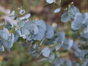 eucalipto árbol originario Australia famil...