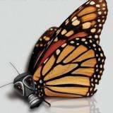 Población Mariposa Monarca se reduce en un 80%. ¿Monsanto?