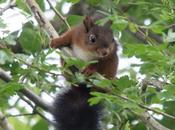 Ardillas camino Solano. Castejón (Huesca)