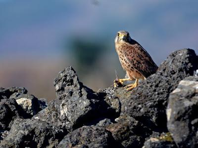 Cigarrones y aves en la meseta de Nizdafe.