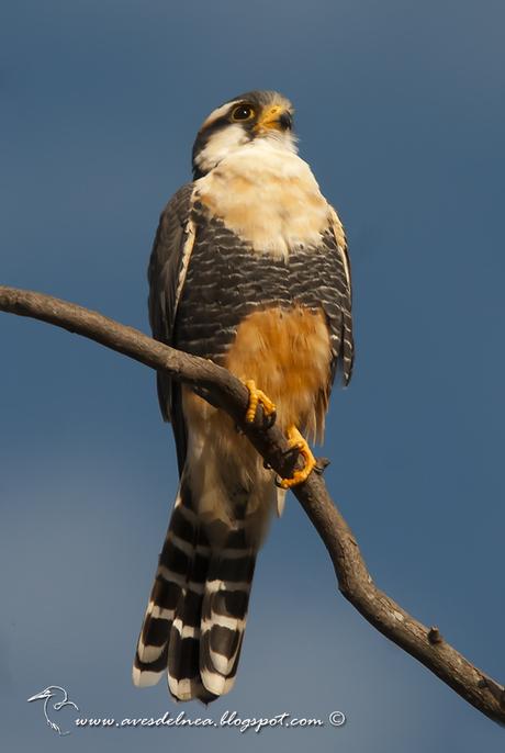 Kirikirí guazú (Aplomado falcon) Falco femoralis