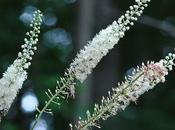 Plantas medicinales menopausia