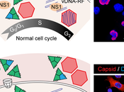 Ciclo celular para ciclo viral: Virus Diminuto Ratón (MVM)