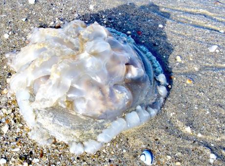 Medusas en la playa: riesgos