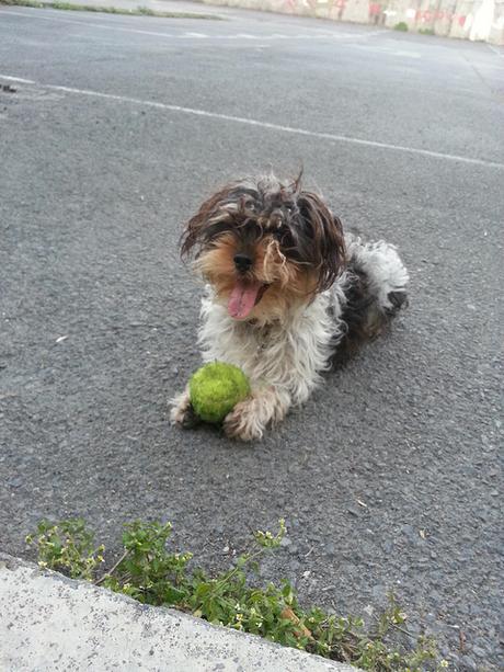 Androidografia Barakaldo 1753