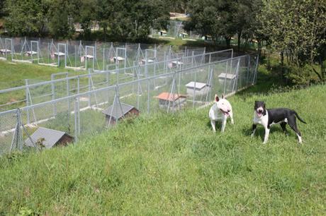 Diez consejos para cuidar de nuestra mascota este verano