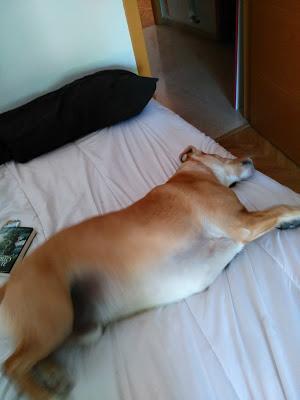 Mi nuevo mejor amigo Mi nuevo mejor amigo