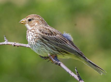 FAUNA ALAVESA TRIGUERO