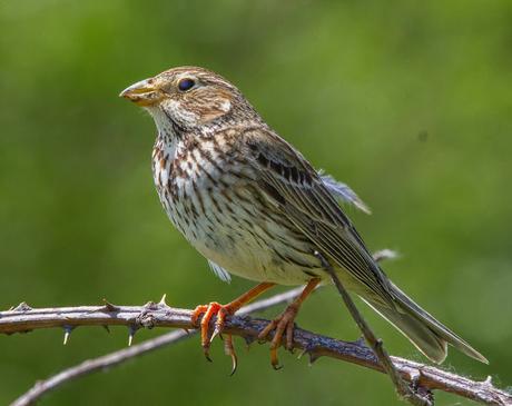 FAUNA ALAVESA TRIGUERO