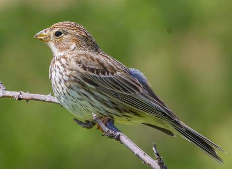 FAUNA ALAVESA TRIGUERO