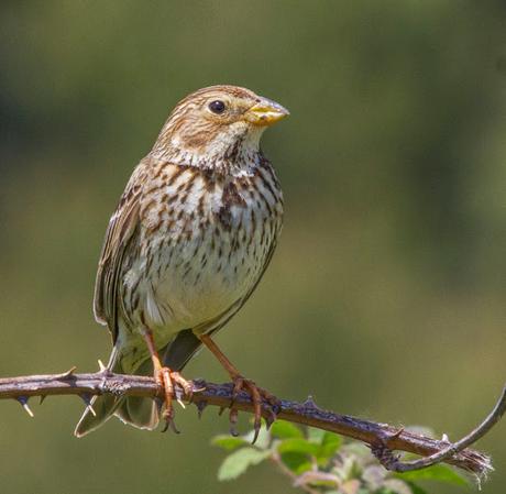 FAUNA ALAVESA TRIGUERO