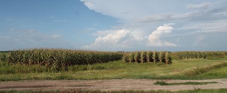 Campos de cultivo