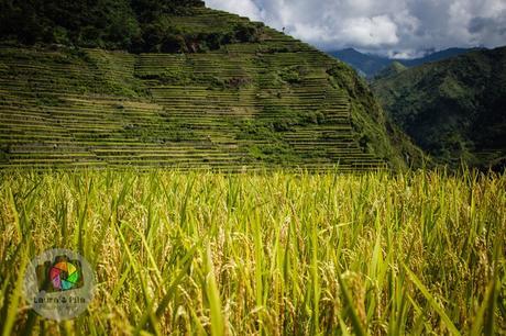 Las Terrazas de Arroz de Filipinas