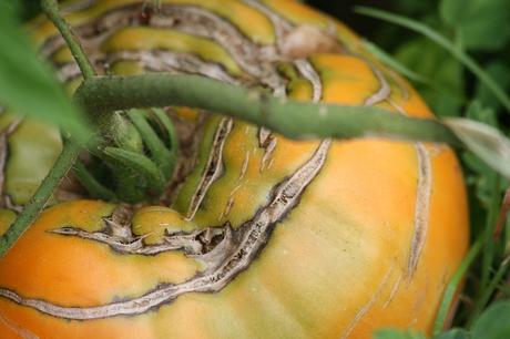 Grietas en tomates