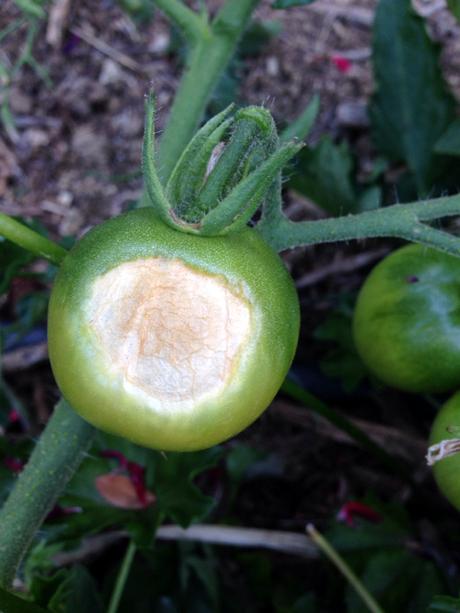 asolado del tomate