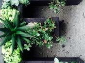 Jardines verticales suculentas letras.