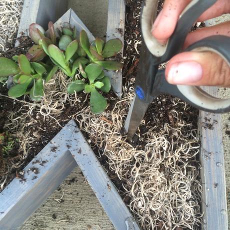 Jardines verticales con suculentas y letras.