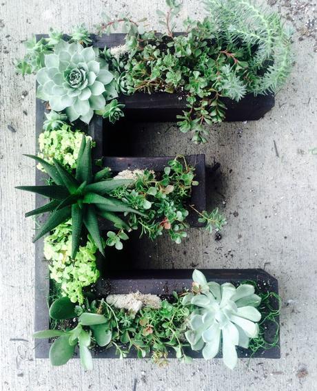 letra con suculentas