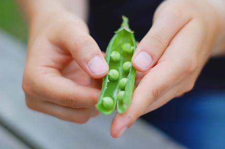 RURALSASKI CESTAS DE HORTALIZAS ECOLÓGICAS