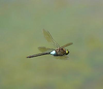 Los peligros de la puesta