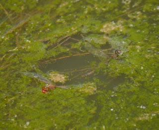 Los peligros de la puesta