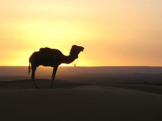 Qué ver en Marruecos en tu próximo viaje