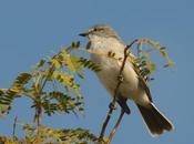 Suirirí común (Suiriri Flycatcher) Suiriri suiriri