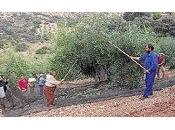 agravio olivar tradicional intensivo