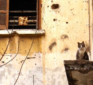 Las siete muertes del gato Fénix