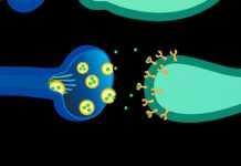 Vídeojuegos como entrenamiento cognitivo en adultos mayores