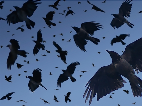 Reseña | Ferals: El que habla con los cuervos | Editorial Planeta