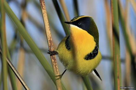 Censo Neotropical de Aves Acuáticas (julio 2015)