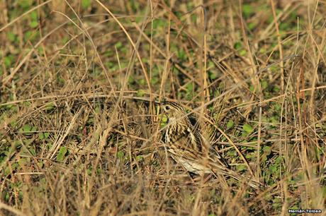 Censo Neotropical de Aves Acuáticas (julio 2015)