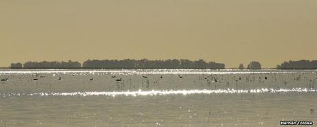 Censo Neotropical de Aves Acuáticas (julio 2015)