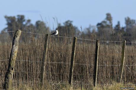 Censo Neotropical de Aves Acuáticas (julio 2015)