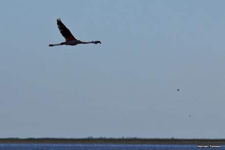 Censo Neotropical de Aves Acuáticas (julio 2015)