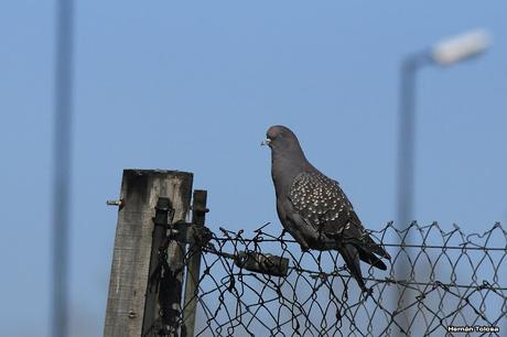 Censo Neotropical de Aves Acuáticas (julio 2015)