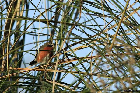 Censo Neotropical de Aves Acuáticas (julio 2015)