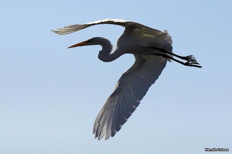 Censo Neotropical de Aves Acuáticas (julio 2015)