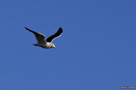 Censo Neotropical de Aves Acuáticas (julio 2015)