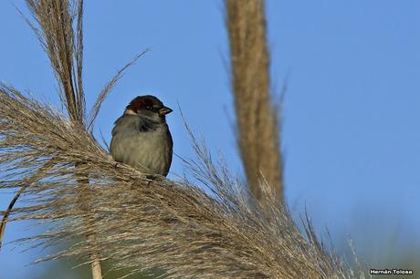 Censo Neotropical de Aves Acuáticas (julio 2015)