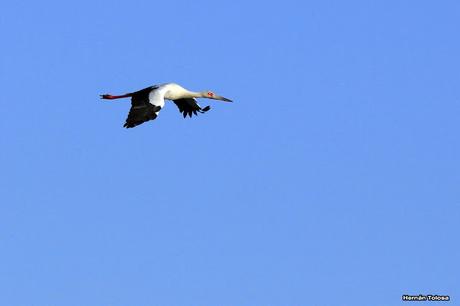 Censo Neotropical de Aves Acuáticas (julio 2015)