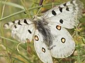 Parnassius apollo asturiensis