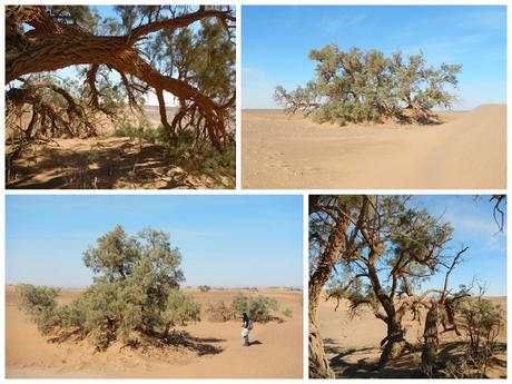Tamariscos gigantes en el desierto del Sahara (Marruecos)