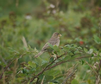 Las aves se renuevan