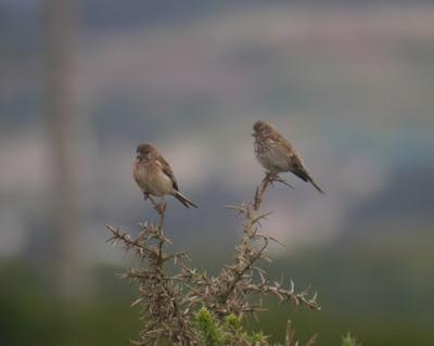 Las aves se renuevan
