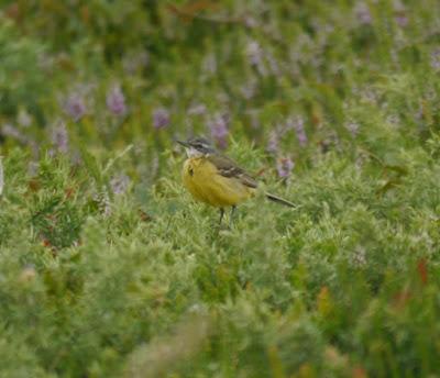 Las aves se renuevan