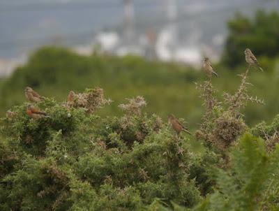 Las aves se renuevan