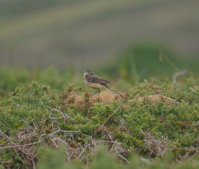 Las aves se renuevan