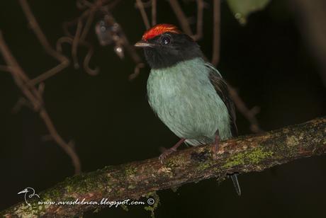 Bailarín azul (Swallow-tailed Manakin) Chiroxiphia caudata